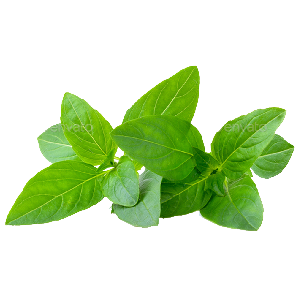 SWEET BASIL - Jojemiagroshop