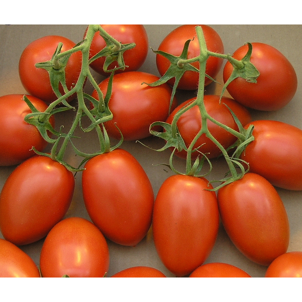 ROMA TOMATO Jojemiagroshop