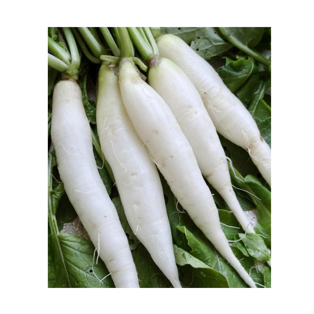 WHITE ICICLE RADISH Jojemiagroshop